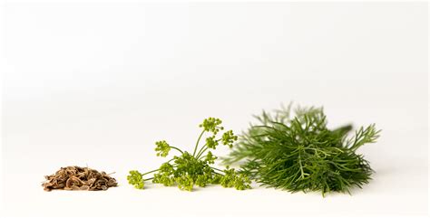 Growing dill from cuttings: 10 Best Tips to grow dill from cuttings