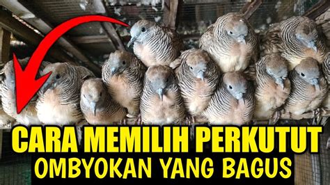 Cara Memilih Perkutut Ombyokan Yang Bagus Youtube