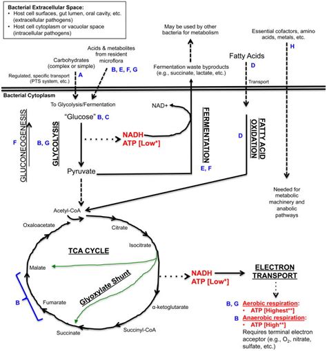 Bacterial Metabolism Shapes The Host Pathogen Interface Abstract