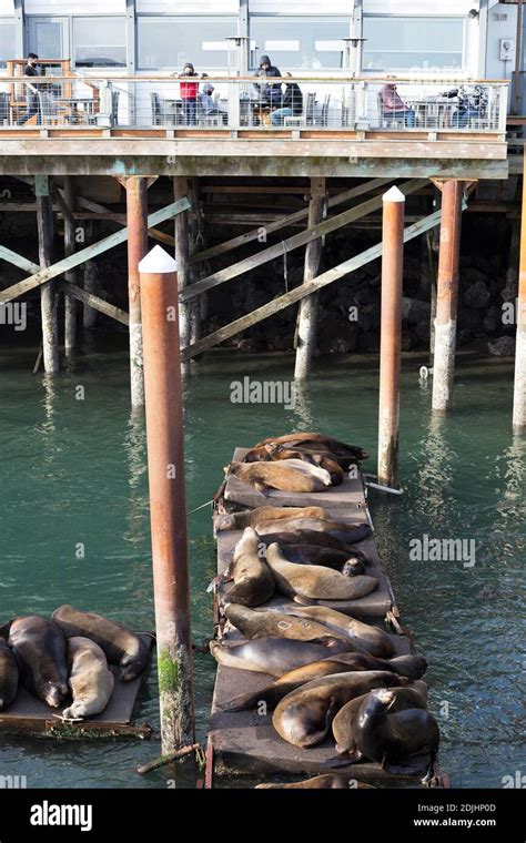 People Watch The Sea Lions At The Sea Lion Docks In Newport Oregon