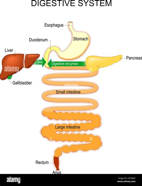 Part Of A Human Digestive System Esophagus Stomach Duodenum Small