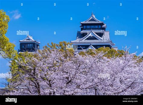 Kumamoto Castle and cherry blossoms Stock Photo - Alamy