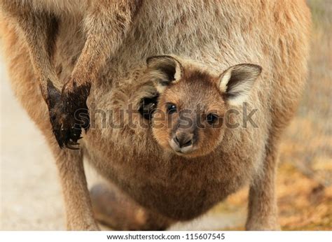 Baby Kangaroo Joey Mothers Pouch Stock Photo (Edit Now) 115607545