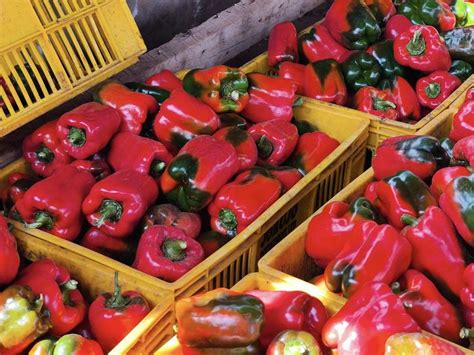 Capsicum Greenhouse Farming In Kenya Aqua Hub