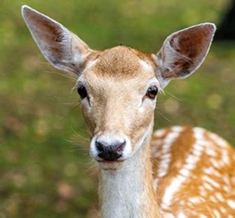 Mini zoo Śląsk Częstochowa Małe zoo z alpakami Park Korzonek