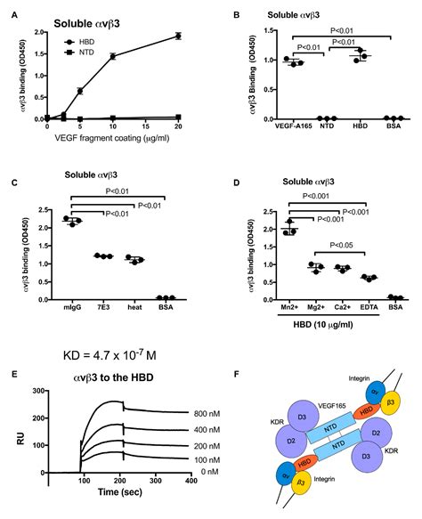 Figure From The Heparin Binding Domain Of Vegf Directly Binds To