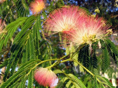 Premium Photo Persian Silk Tree Or Mimosa Albizia Julibrissin Close Up Of Flowers And Seed Pods