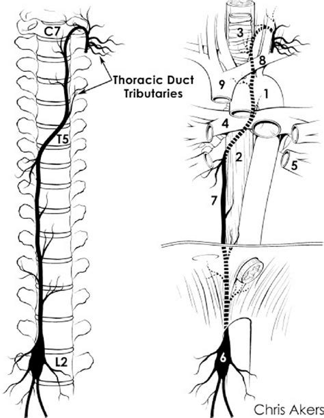 Most Common Course Of The Thoracic Duct Left Location Of Thoracic