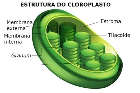 Cloroplastos En La Celula Vegetal - paflo