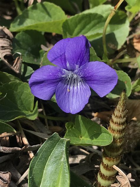 Viola Adunca The Watershed Nursery Cooperative