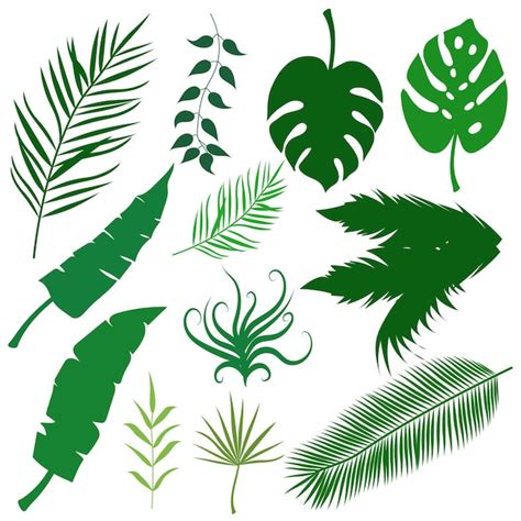 Colección De Hojas De Palmera Vector Premium