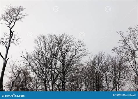 Le Cime Degli Alberi Nella Nebbia Fotografia Stock Immagine Di Rurale