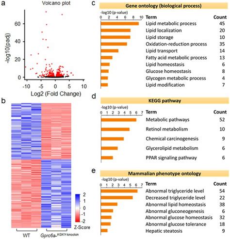 Hepatic Gene Expression In The Liver Of Gprc A Kgky Knockin Mice A