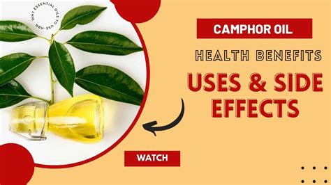 Camphor Essential Oil Health Benefits Camphor Oil Uses And Side