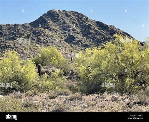 Early Morning Brilliant Blue Sky Giant Saguaro Cactus Dreamy Draw