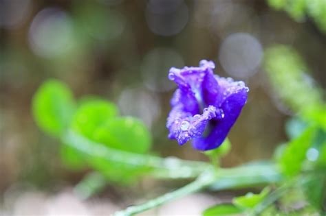 Feche A Flor De Ervilha Borboleta Azul No Jardim Foto Premium