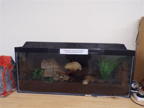 Giant African land snail enclosure - ZooChat