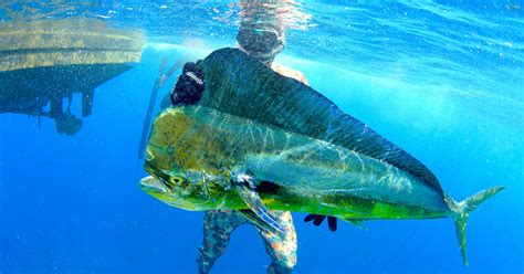 Florida Keys A Destination For Spearfishing Spearfishing Fish