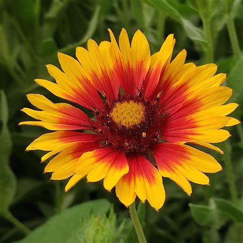 Blanket Flower Seeds Rosesu®