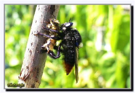 Moscardón Cazador De Abejas Mallophora Ruficauda Ecoregistros