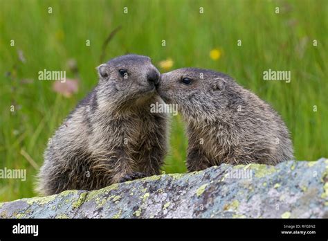 Zwei Alpine Murmeltiere Murmeltier Murmeltier Fotos Und Bildmaterial