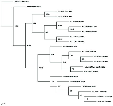 Phylogenetic tree of bacterial isolate (DB1) | Download Scientific Diagram