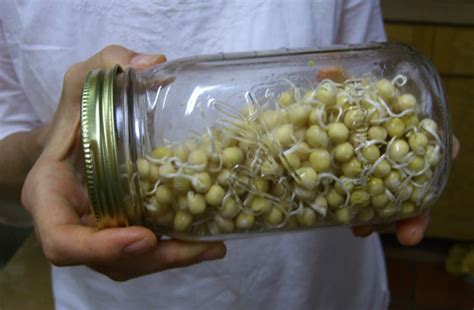 How To Grow Mung Bean Sprouts In A Jar