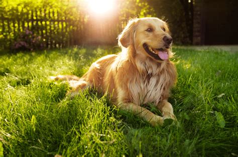 The Golden Blend - 14 Of The Cutest Golden Retriever Mixes - Animal Corner