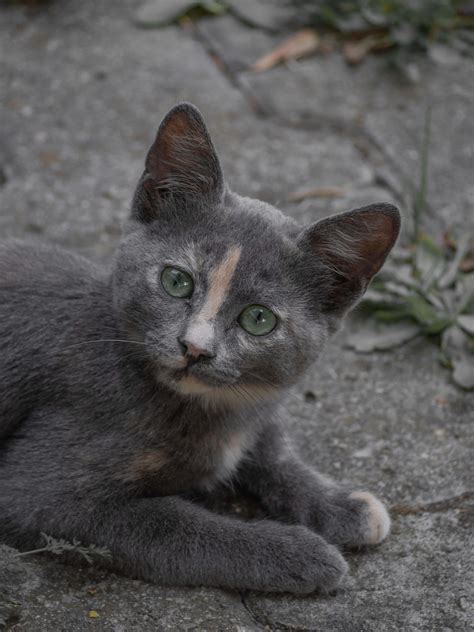 Download Russian Blue Cat Pictures | Wallpapers.com