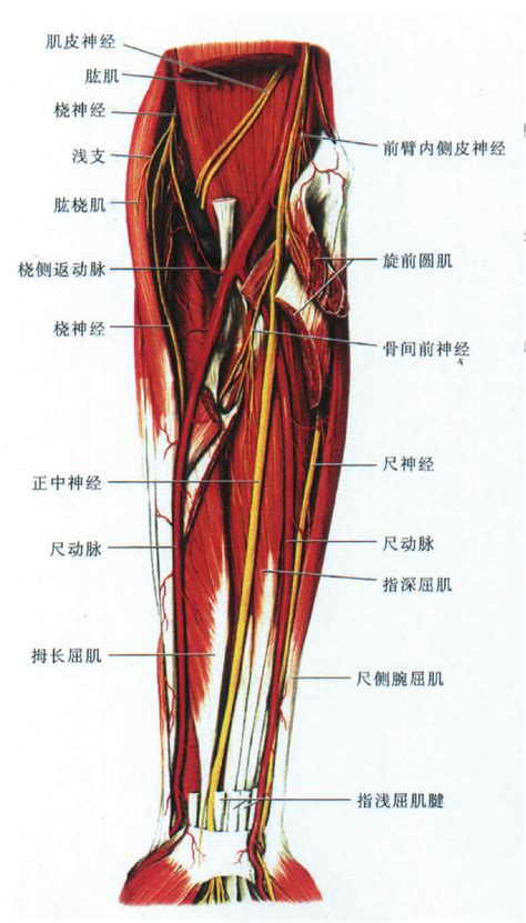 图320 前臂的动脉、肌肉和神经（前面观） 人体解剖组织学 医学