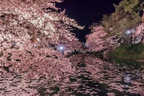 世界に誇る絶景桜名所弘前公園の桜 弘前さくらまつり青森県弘前市 カメラ旅ブログ2024 桜 名所 絶景 弘前城 桜