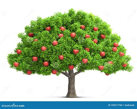 Apple-tree At Different Seasons Vector Illustration | CartoonDealer.com ...