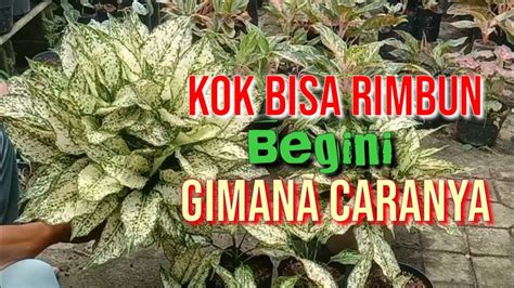 Tips Merawat Aglonema Agar Rimbun Dan Subur Tipstanamanhiasdanbuah