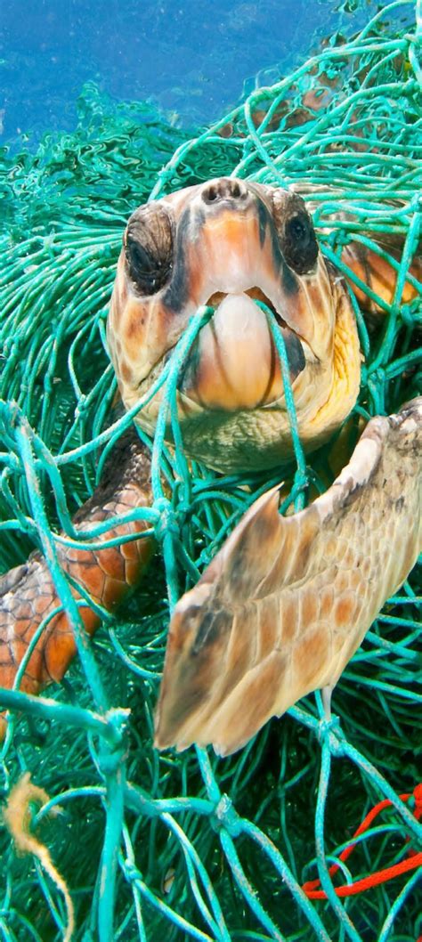 Turning The Tide On Plastic Pollution In Bali Briefing Earthwatch