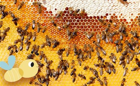 Abejas Para Niños Importancia y Curiosidades MiCuento