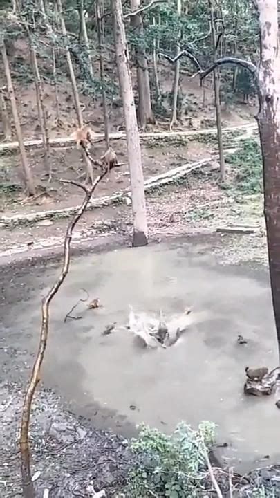 Monkeys Cannonball Into Pool Video Cute Animals Cute Wild Animals