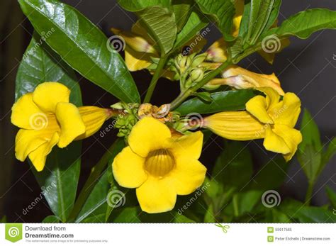 Allamanda Schottii With A Natural Background Also Called Allamanda