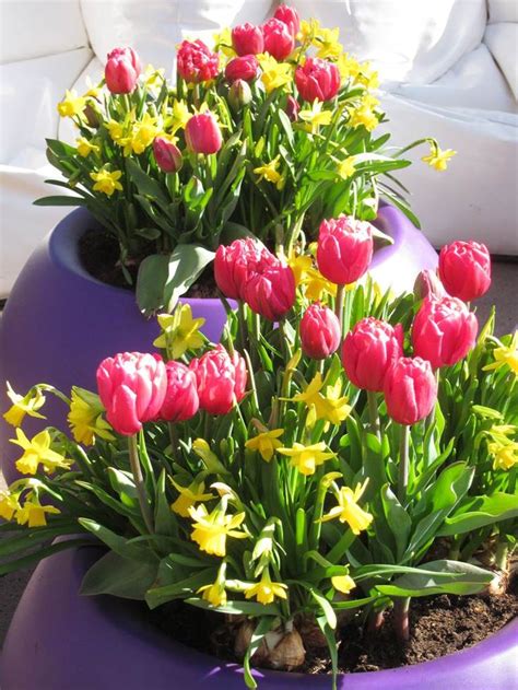 Bulbes De Printemps En Pot La Terre Est Un Jardin Bulbes De