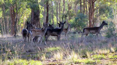 New Detailed Mapping Shows Spread Of Feral Deer In Many Areas The