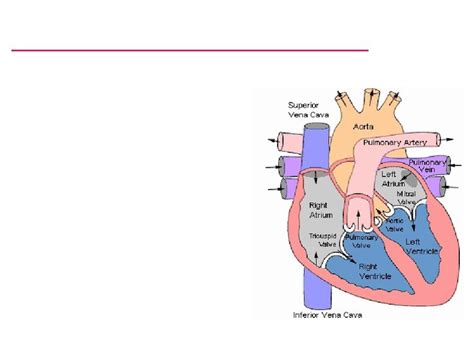 Properties of Cardiac Muscle and Conducting Systems