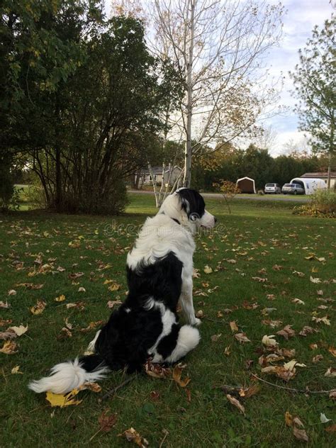 Black Border Collie Springer Spaniel Mix - irene-montero