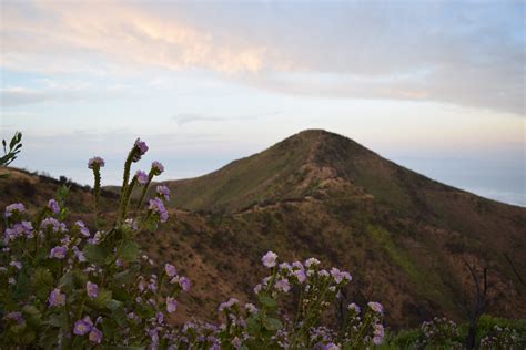 Postponed: Chaparral Plant Adaptations and Patterns of Recovery from ...