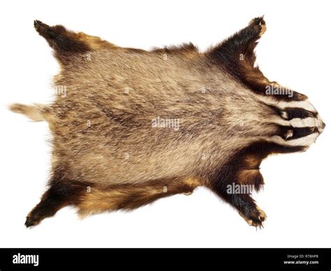 Hunting Trophy - Badger Stock Photo - Alamy