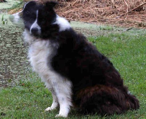 Can a Shaved Border Collie Regain Beautiful Coat Again - Barber Beffers72