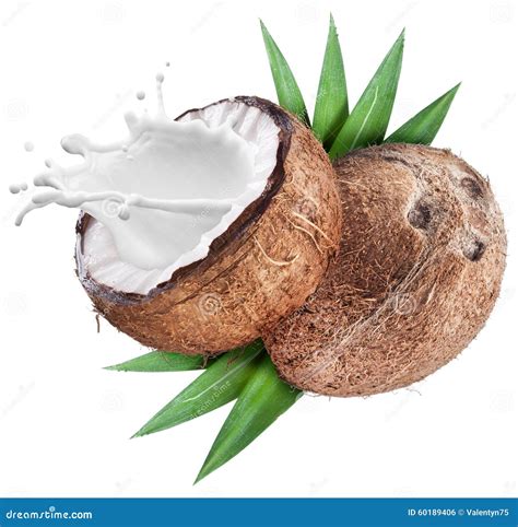 Coconut With Milk Splash Inside Stock Photo Image Of Work Fruit