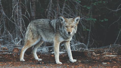 Earthgonomic México A C LOS MITOS DE EL LOBO MEXICANO