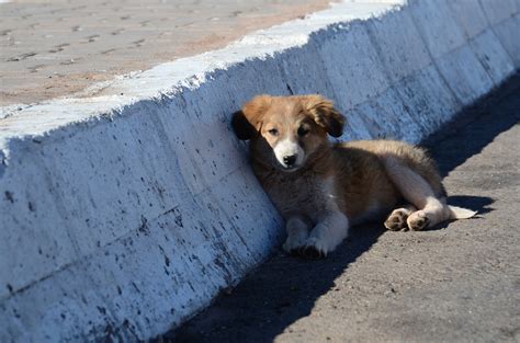 Trovatelli cosa fare quando si trova un cane in difficoltà