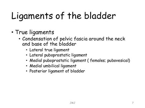 True And False Ligaments Of Urinary Bladder Anywhereaspoy