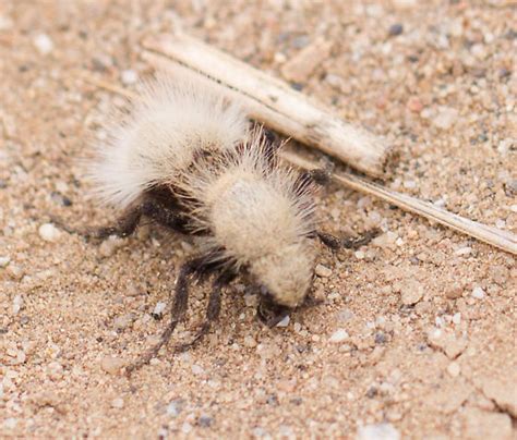 Dasymutilla Sackenii Dasymutilla Bugguide Net