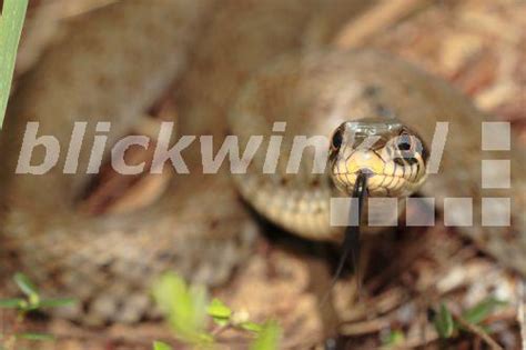 Blickwinkel Ringelnatter Ringel Natter Natrix Natrix Zuengelndes